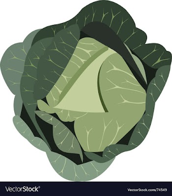 Cabbage vector image