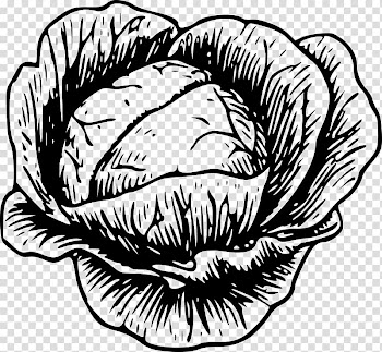 Cabbage Vegetable Drawing , cabbage transparent background PNG clipart