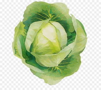 cabbage vegetable flower iceburg lettuce leaf vegetable