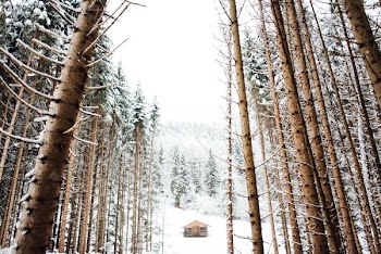 cabin in snow covered forest