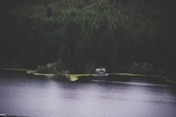 Cabin Near Pine Trees and Surrounded by Water