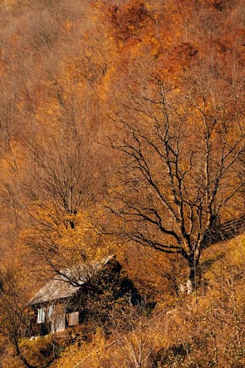 cabin near tall trees