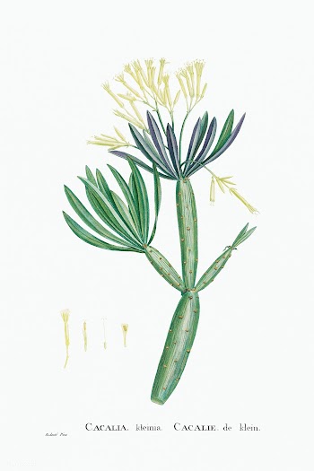 Cacalia Kleinia (Canary Islands Candle Plant) from Histoire des Plante.. | Free public domain illustration - 2350420