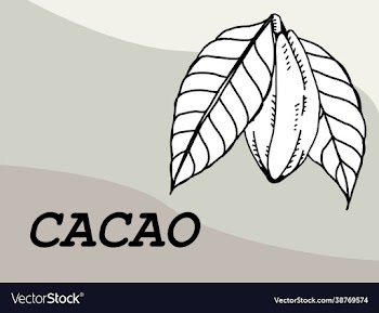 cacao pod with beans freehand drawing on white