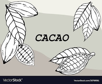 cacao pod with beans freehand drawing on white
