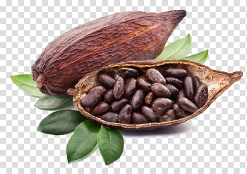 Cacaos PNG High-Quality Image