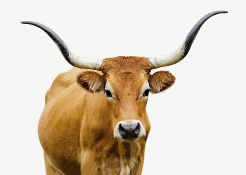 Cachena cattle collage element, isolated | Free PSD - rawpixel