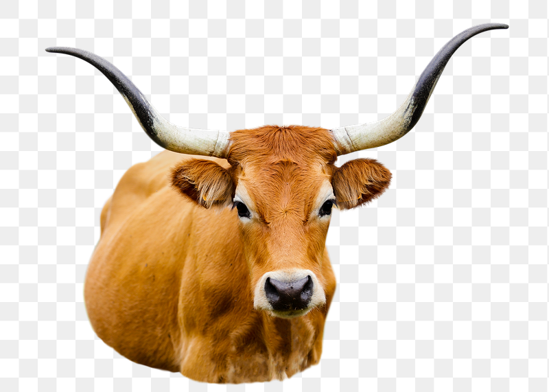 Cachena cattle png sticker, animal | Free PNG - rawpixel