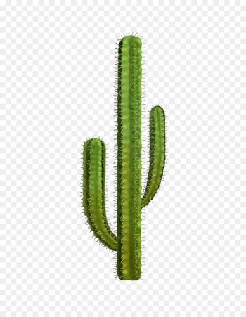 Cactaceae Clip art - cactus 