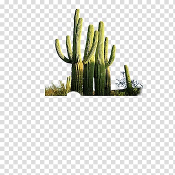 Cactaceae Desert Computer file, cactus transparent background PNG clipart