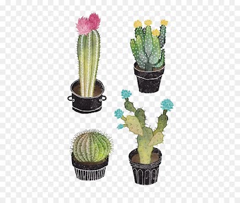 Cactaceae Drawing Succulent plant Illustration - cactus 