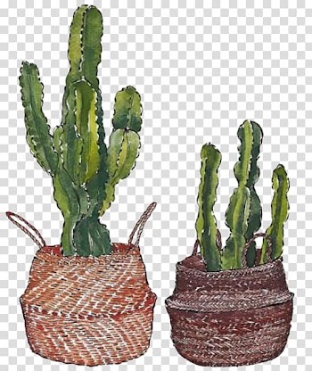 Cactaceae Euclidean Painting, cactus transparent background PNG clipart