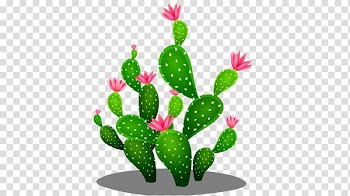 Cactaceae Euclidean Seed, cactus transparent background PNG clipart
