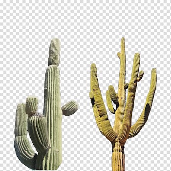 Cactaceae Euclidean , ultra-clear fairy tree transparent background PNG clipart