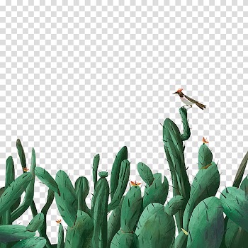 Cactaceae Illustration, cactus transparent background PNG clipart