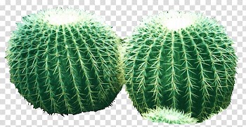 Cactaceae Jigsaw puzzle u9752u8336, cactus transparent background PNG clipart