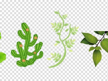 Cactaceae, Leaves transparent background PNG clipart