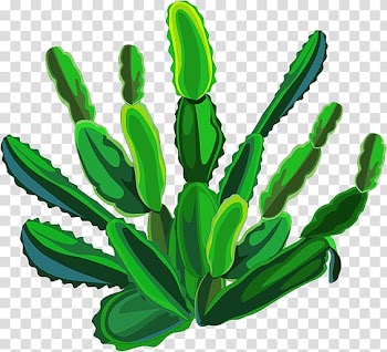 Cactaceae Plant, cactus transparent background PNG clipart