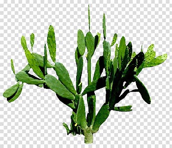 Cactaceae Plant Illustration, cactus transparent background PNG clipart