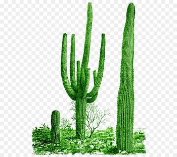 Cactaceae Saguaro National Park Clip art - Cactus 