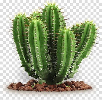 Cactaceae Saguaro National Park , watercolor succulent transparent background PNG clipart