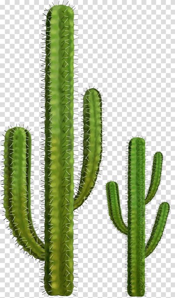 Cactaceae Succulent plant Acanthocereus tetragonus, cactus transparent background PNG clipart