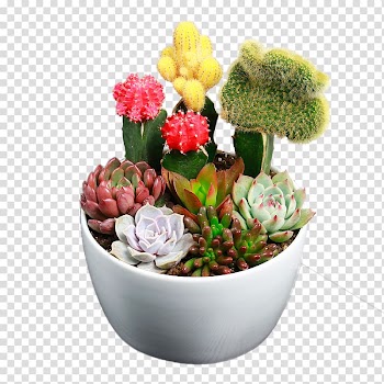 Cactaceae Succulent plant Flower, A cactus plants transparent background PNG clipart