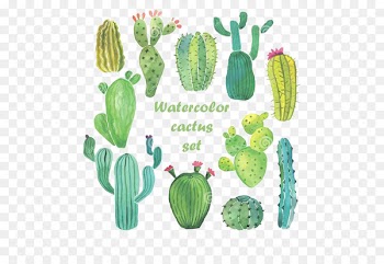 Cactaceae Watercolor painting Drawing - Watercolor cactus 