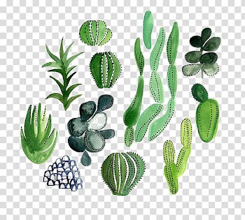 Cactaceae Watercolor painting Illustration, Hand-painted cactus transparent background PNG clipart