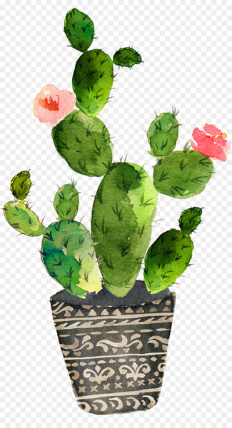 Cactaceae Watercolor painting Succulent plant - cactus 