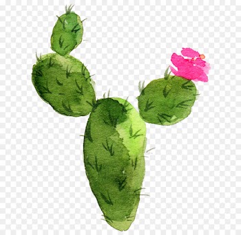 Cactaceae Watercolor painting Succulent plant Prickly pear - Sen Department aesthetic cactus 