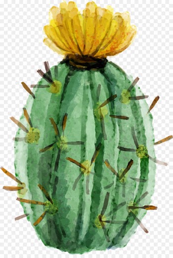 Cactaceae Watercolor painting Succulent plant - Watercolor painted fleshy cactus 