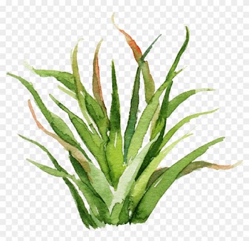 Cactaceae Watercolor Painting Wall Decal Poster - Helanthium Tenellum Broad Leaf