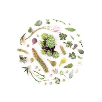 Cacti in a Circular Arrangement
