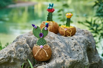 Cacti In Coconut Husk