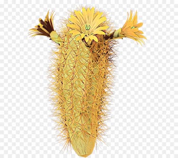 Cactus