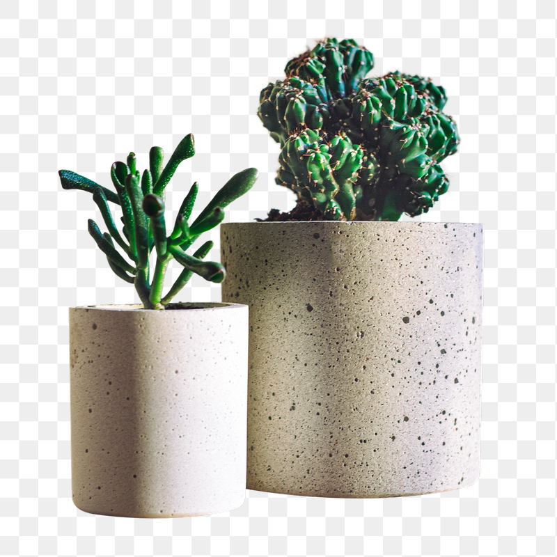 Cactus and succulent  png | Free PNG - rawpixel