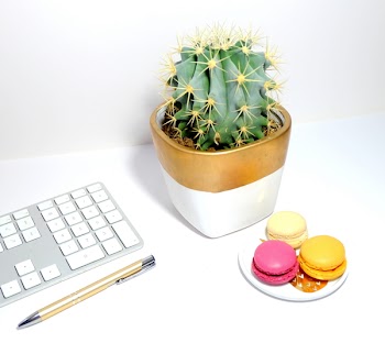 Cactus And Three Macaroons