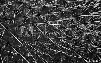 Cactus close up