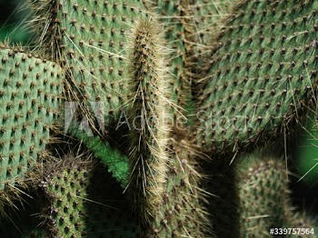 Cactus close up