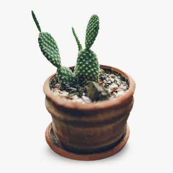 Cactus collage element psd | Free PSD - rawpixel