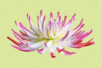 Cactus dahlia, pink and white | Free PSD - rawpixel