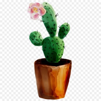 Cactus Desktop Wallpaper Image Schlumbergera -  