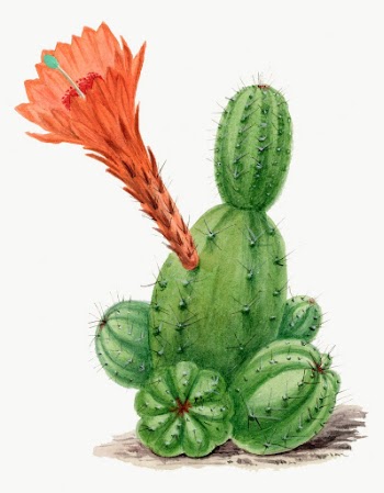 Cactus drawing, aesthetic vintage flower | Free Photo Illustration - rawpixel