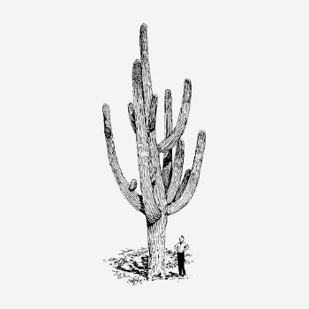 Cactus drawing, desert plant vintage | Free PSD - rawpixel