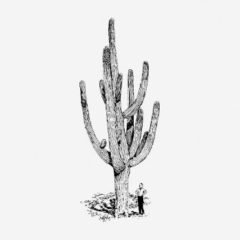 Cactus drawing, vintage desert plant | Free Photo - rawpixel