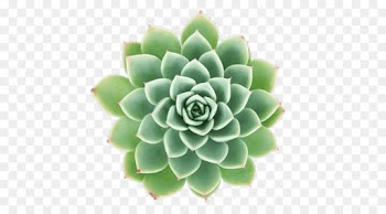 Cactus Et Succulentes, Cactus, Succulent Plant, Green, Echeveria PNG