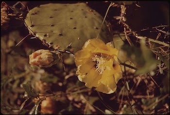 Cactus Flower Along Devil's Backbone | Free Photo - rawpixel