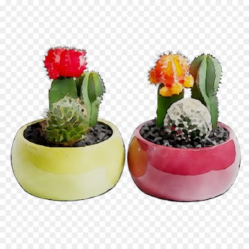 Cactus Flowerpot Succulent plant Houseplant Garden -  