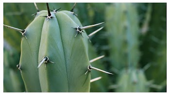 Cactus | Free Photo - rawpixel